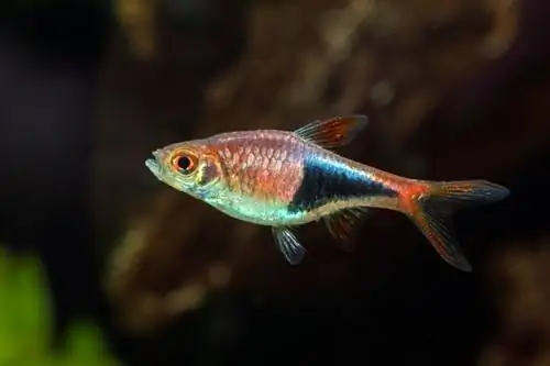 Harlequin rasbora aquarium ውስጥ