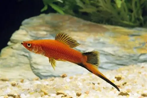 Swordtail Fish uchun 10 ta ajoyib tank sheriklari (Moslik bo'yicha qo'llanma 2023)