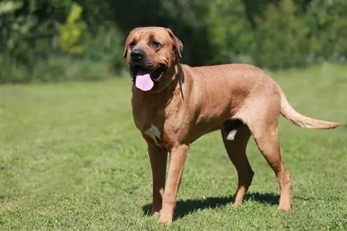 Σκύλος Tosa Inu που στέκεται στο γρασίδι