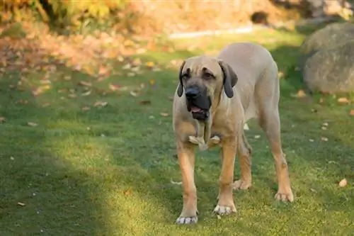 νεαρή γυναίκα Fila Brasileiro Brazilian Mastiff_Artush_shutterstock