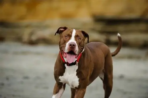 Αμερικανικό Pit Bull Terrier στην παραλία με άμμο με μπλόφες