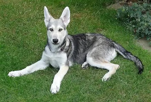 Saarloos Wolfdog