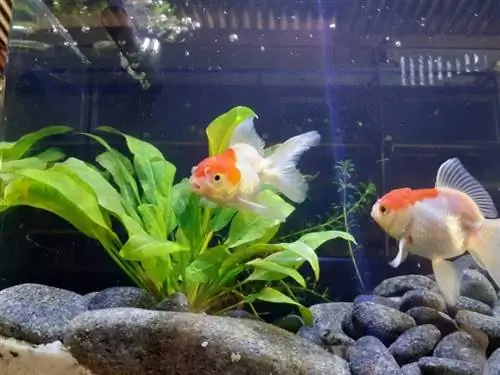 rooi pet oranda goudvis met amason swaard plant en rotse