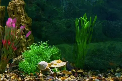 plastik bitki akvarium