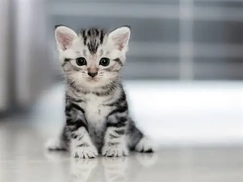 niedliches kitten_op Fototechniker, Shutterstock