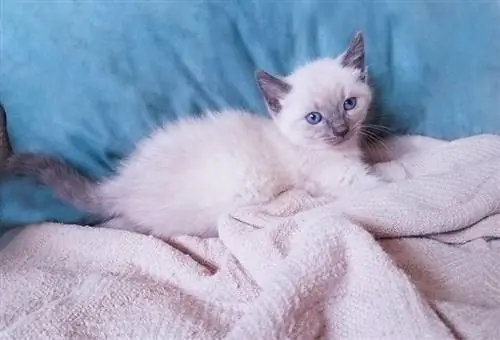 bluepoint siamese ድመት_ሹተርስቶክ_ኪቲ ክዌን።