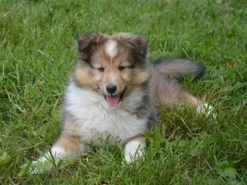 Cucciolo di collie in miniatura