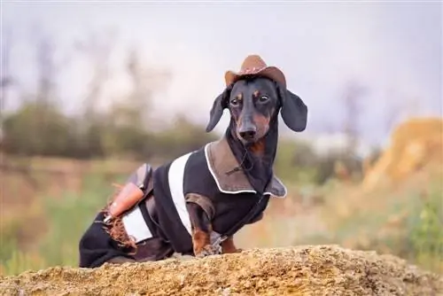 country dachshund vaqueiro