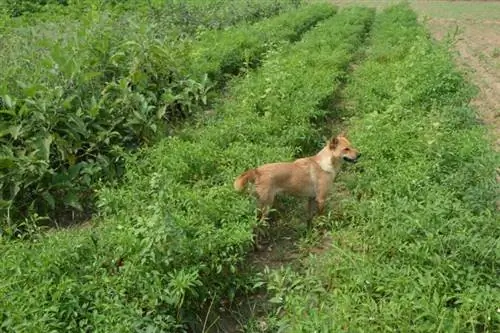 çiftlik köpeği tarla bronzluğu