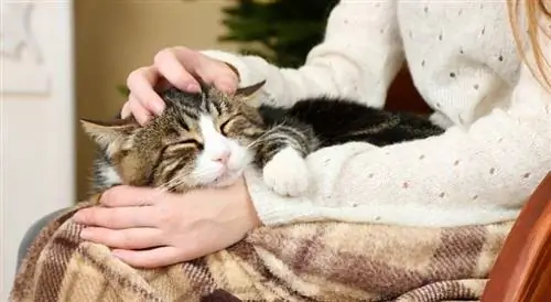 11 Possibili motivi per cui il tuo gatto è così affettuoso all'improvviso