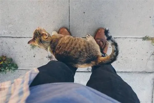 Gato se esfregando nas pernas do dono