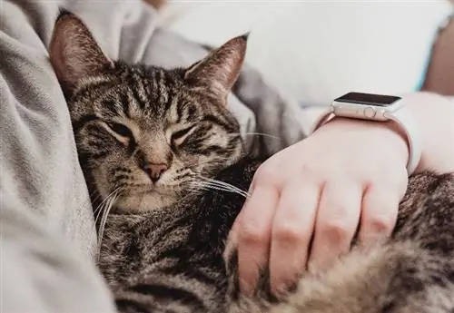 gato malhado cinza abraçando seu dono na cama