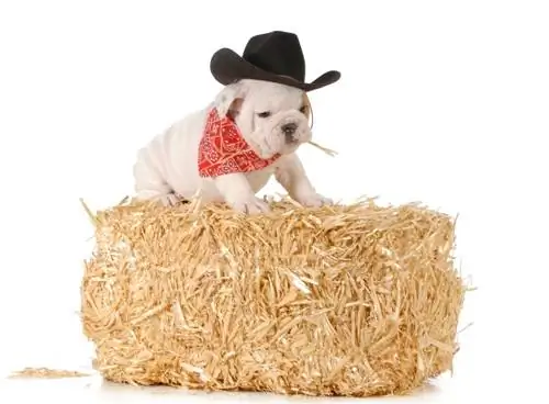 100+ Country Dog Names: Wild West, Traditional, & Cute Ideas