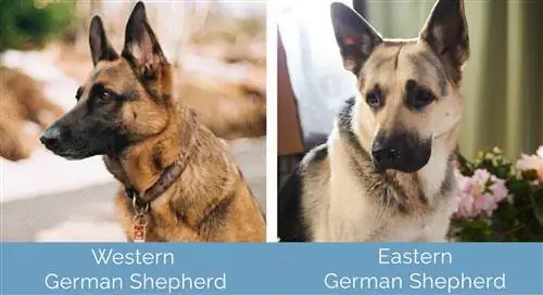 Vestlig vs østlig schæferhund side om side