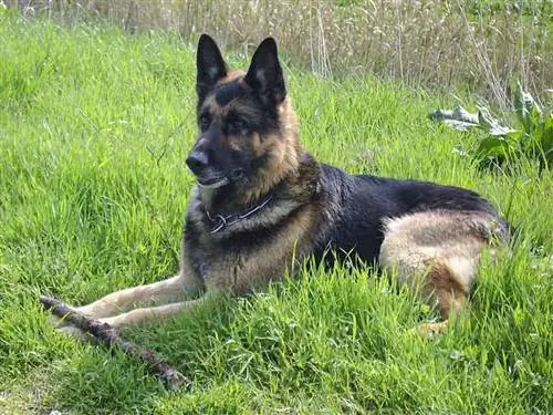 Duitse herder die op gras ligt