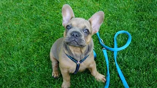 Französische Bulldogge auf einem Geschirr, das neben einer Leine sitzt