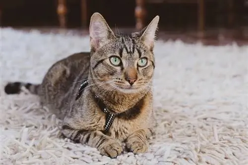 gato tigrado deitado no tapete dentro de casa