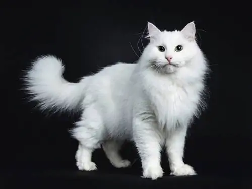 gato siberiano branco sólido