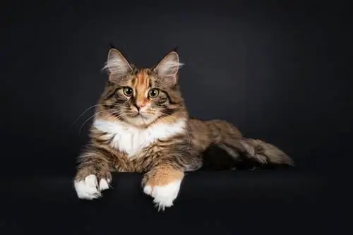 seekor kucing Maine Coon polydactyl tortie muda dengan latar belakang gelap