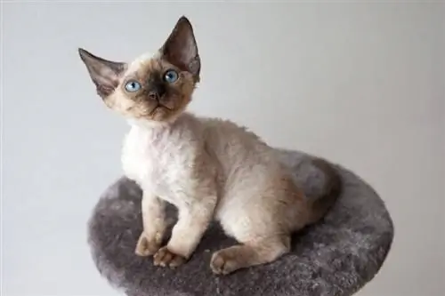 devon rex kitten kwenye mti wa paka