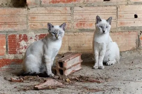 Twee katten die in vuil zitten