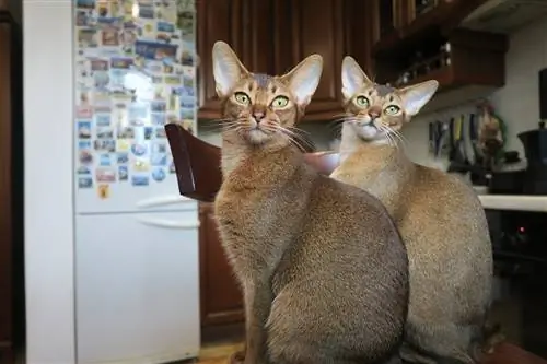 dos gatos abisinios