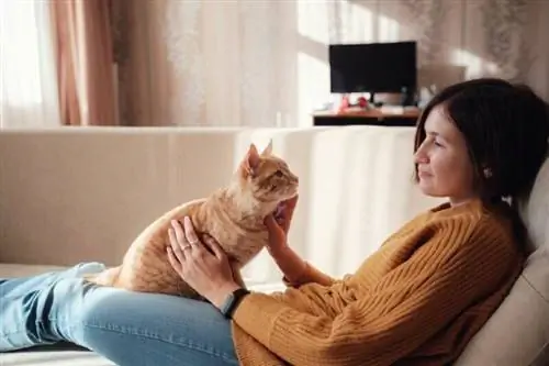 Cara Mendapatkan Perhatian Kucing: 8 Cara Sederhana