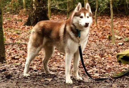 sibiřský husky