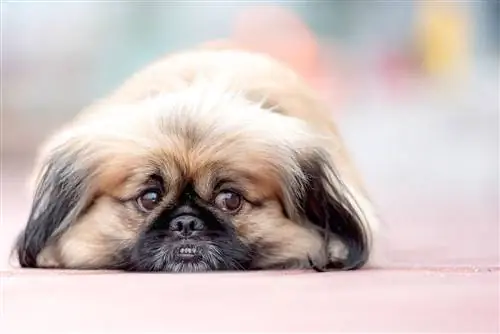 pekinas