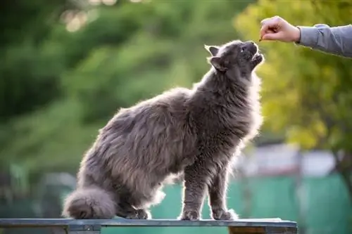 maine coon kat wat lekkerny kry