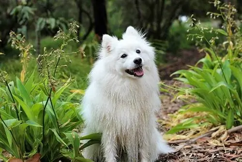 Amerikos eskimo šuo