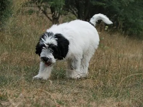 Štěně polského nížinného ovčáka