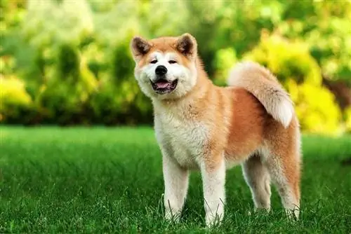 Glücklicher Akita Inu