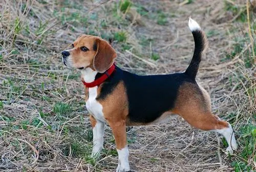 beagle stojący na zewnątrz