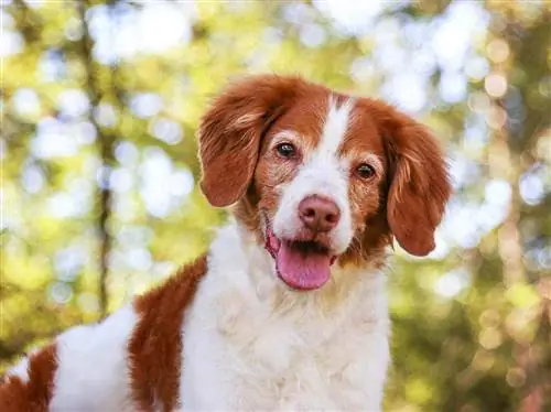 spaniel bretoński