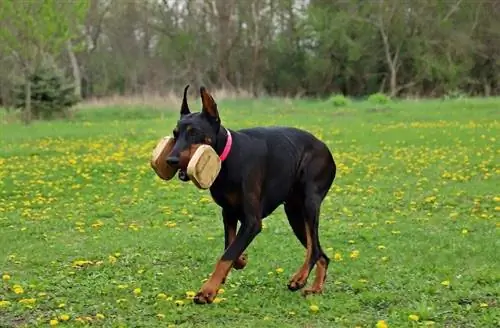 Dobermann-Pinscher spielt