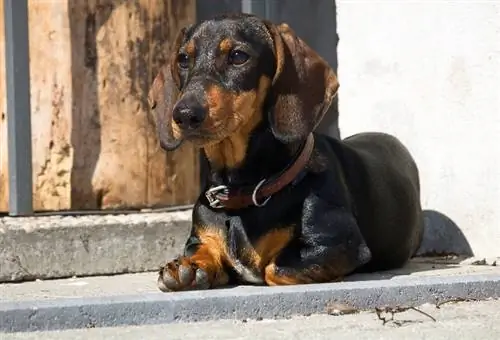 Dachshund