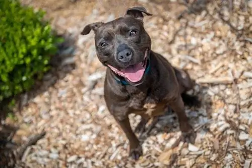 American Staffordshire Terrier em mulch_Shutterstock_Tom Myers