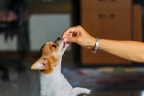 Cachorros olham para food_boyphare_shutterstock