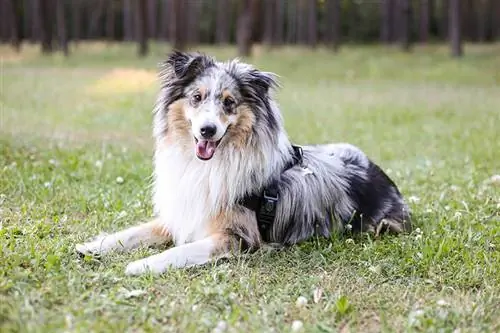 sheltie azul merle no parque