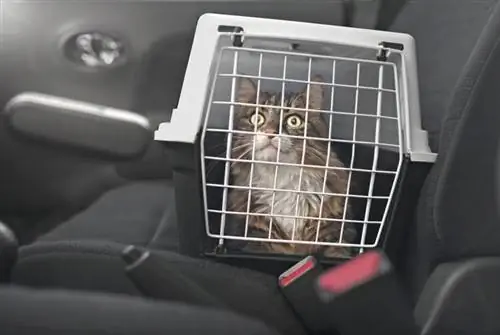 Maine coon ojos abiertos de par en par dentro del transportista en el automóvil