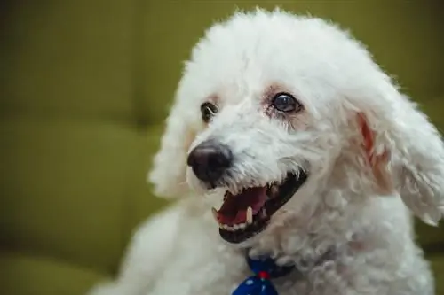 Sağır Köpekler Havlar mı? Veteriner Tarafından İncelenen Gerçekler & SSS