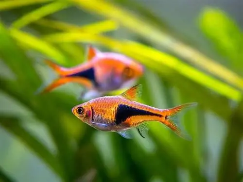 Arlecchino-rasbora