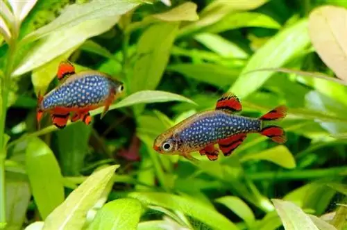 Două perle celeste danio