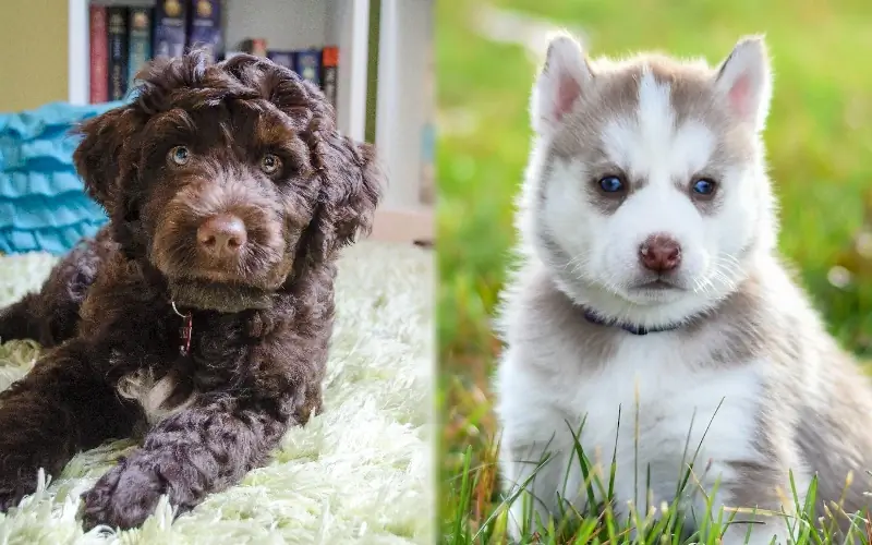 Rase părinți de cățeluși de câine de apă portughez Husky Mix