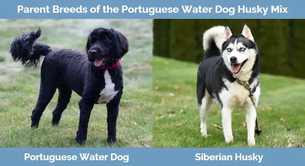 السلالات الأم من البرتغالية Water Dog Husky Mix