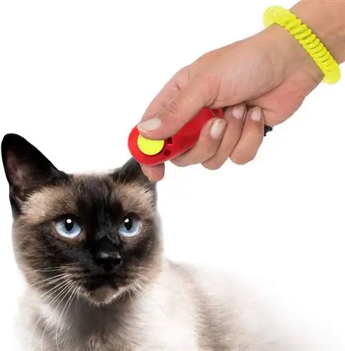 clicker siamese kat