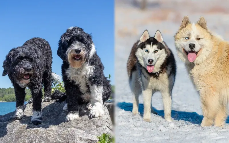 Föräldraraser av portugisisk vattenhund Husky Mix