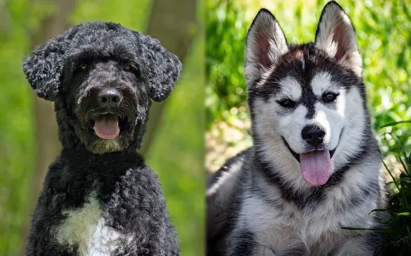 Portuguese Water Dog Husky Mix: รูปภาพ ข้อมูล คู่มือการดูแล & เพิ่มเติม