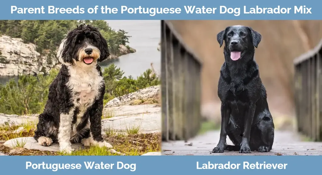 Raças progenitoras de Cão de Água Português Labrador Mix